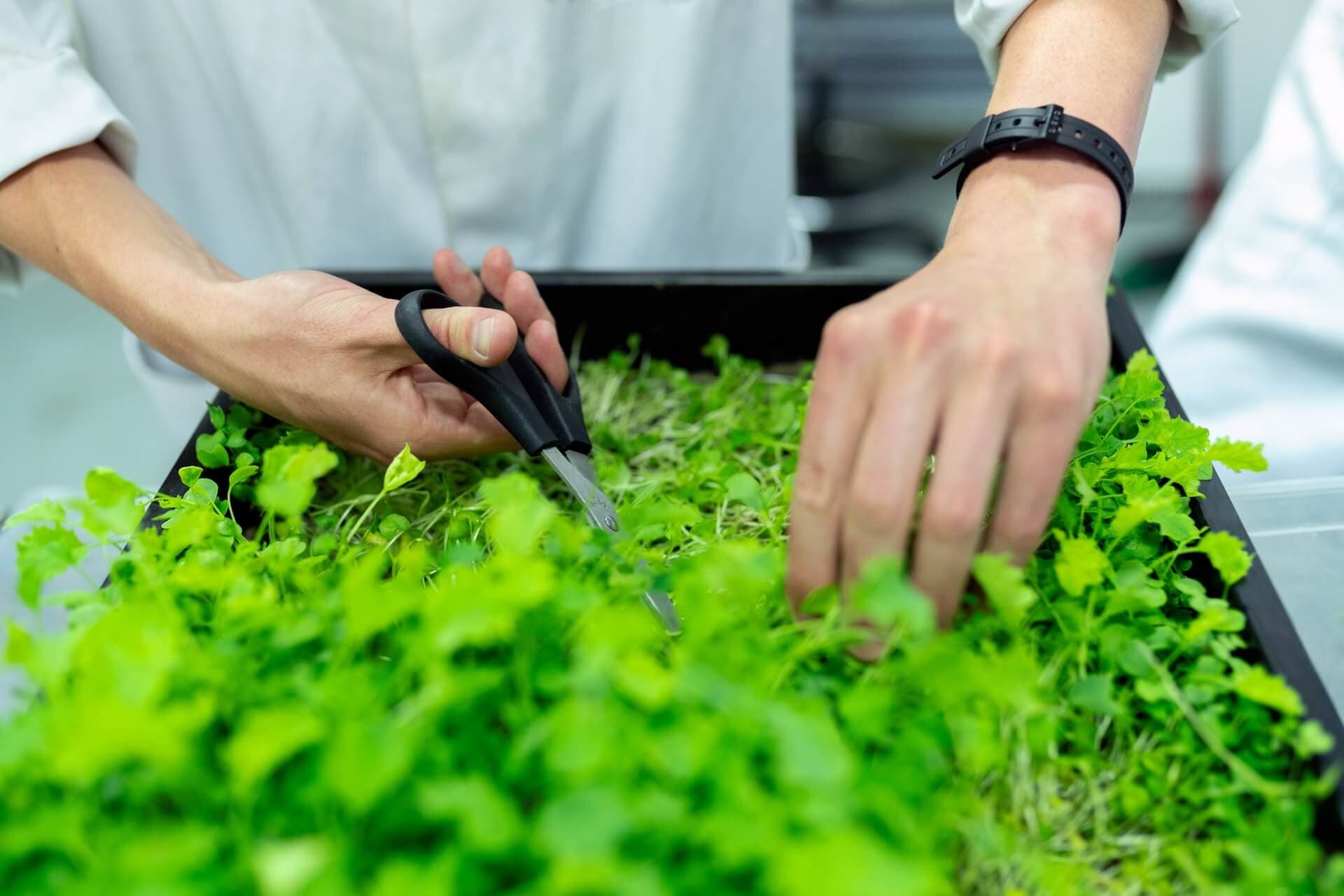Global farm sourcing